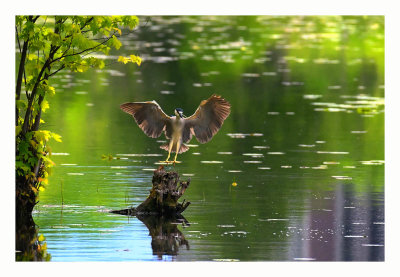 Black-crowned Night Heron