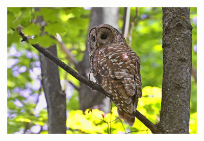 Barred Owl