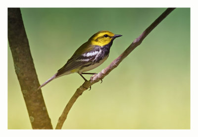 Black-throated Green Warbler