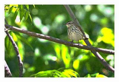 Northern Waterthrush