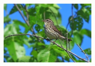 Northern Waterthrush