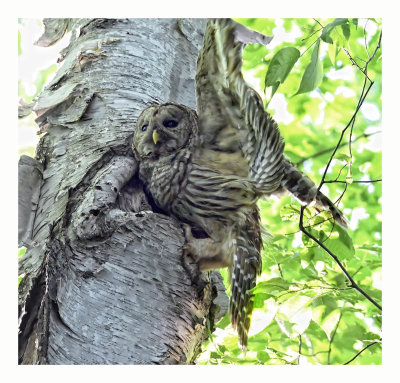 Barred Owl