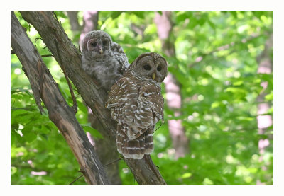 Barred Owl