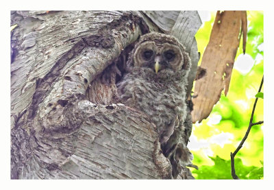 Barred Owlet #2