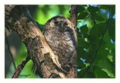 Barred Owlet #2