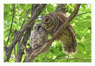 Barred Owl