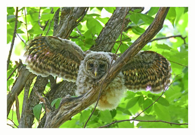 Barred Owlet #1