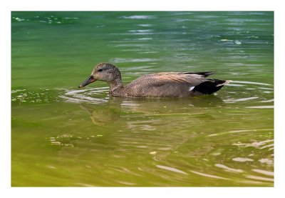 Gadwall