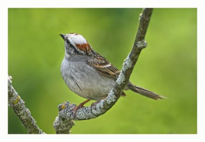 Chipping Sparrow