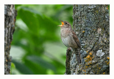 House Wren