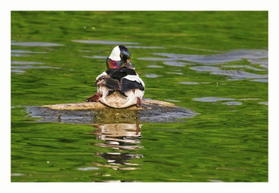 Bufflehead