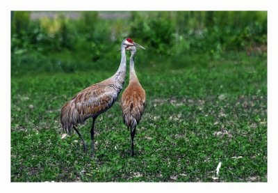 Sandhill Crane