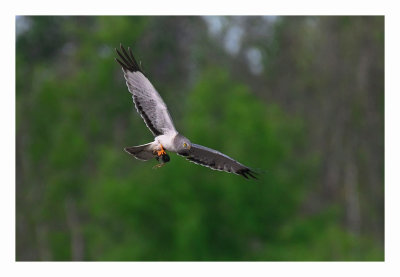 Northern Harrier