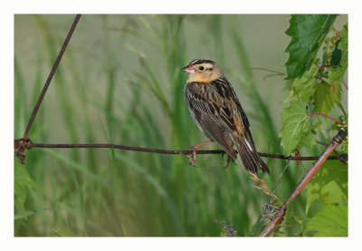 Bobolink