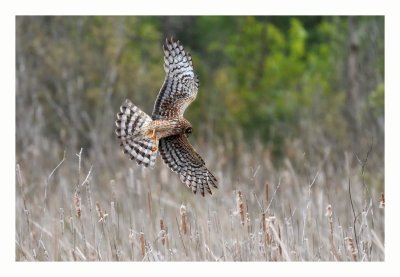 Northern Harrier