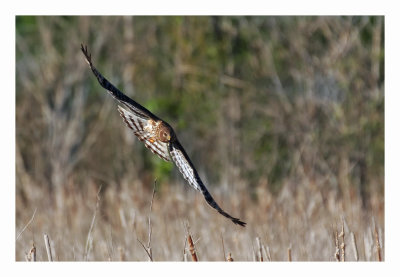 Northern Harrier