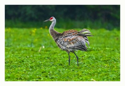 Sandhill Crane