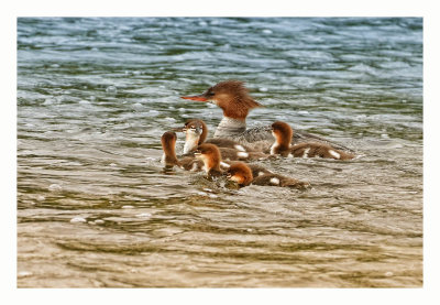 Common Merganser