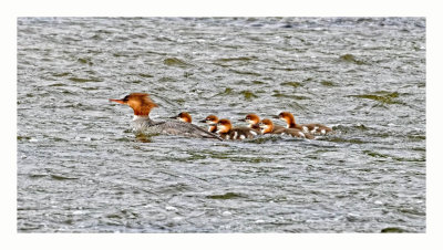 Common Merganser