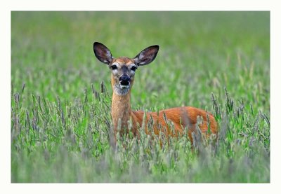 White-tailed Deer