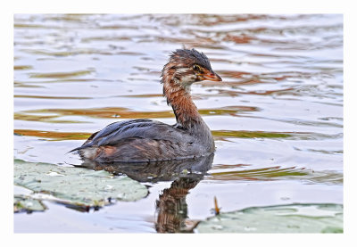 Pied-billed Grebe