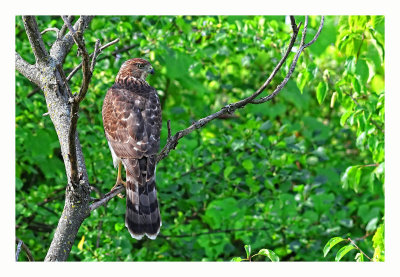 Cooper`s Hawk