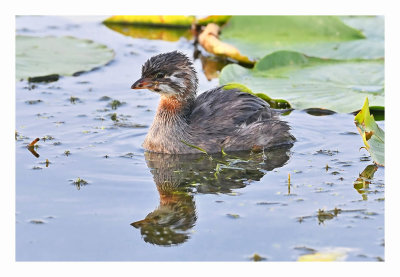 Pied-billed Grebe