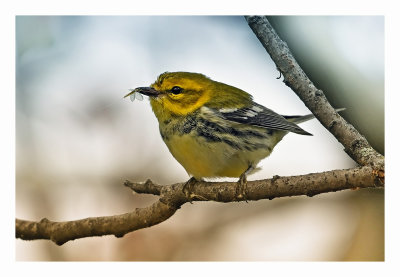 Black-throated Green Warbler