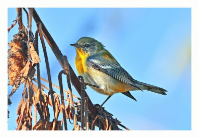 Northern Parula