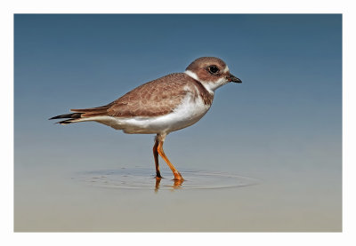 Semipalmated Plover