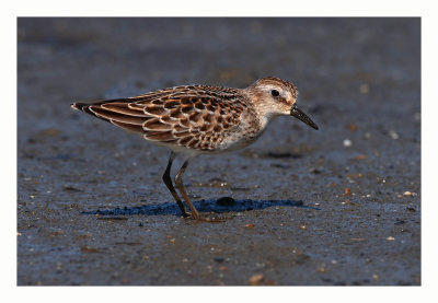 Semipalmated Sandpiper