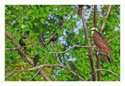 Osprey