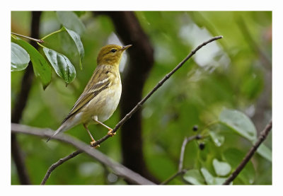 Blackpoll Warbler