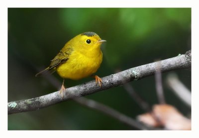 Wilson`s Warbler