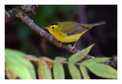 Wilson`s Warbler