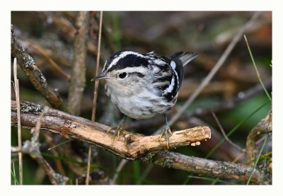 Black & White Warbler