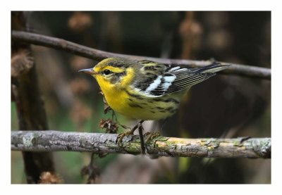 Blackburnian Warbler