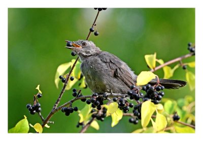 Gray Catbird