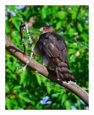 Cooper`s Hawk