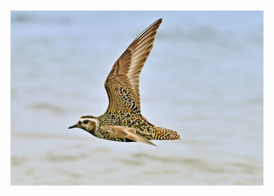 American Golden Plover