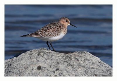 Baird`s Sandpiper