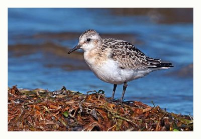 Sanderling