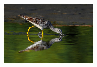 Greater Yellowlegs