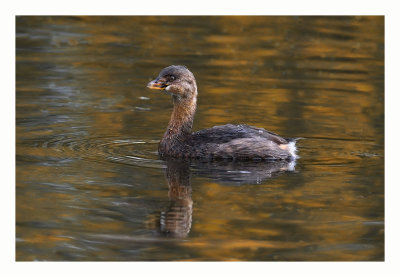 Pied-billed Grebe