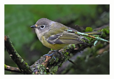 Blue-headed Vireo