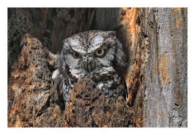 Eastern Screech Owl