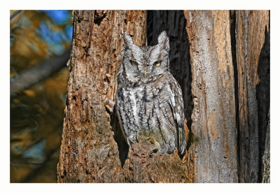 Eastern Screech Owl