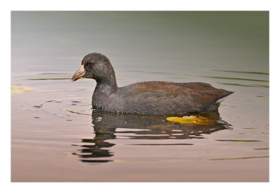 American Coot