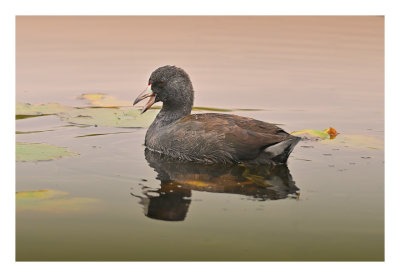 American Coot