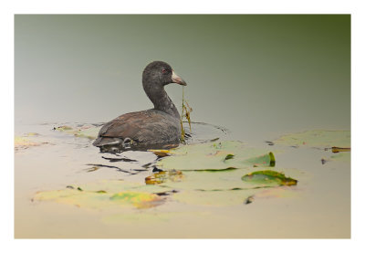 American Coot